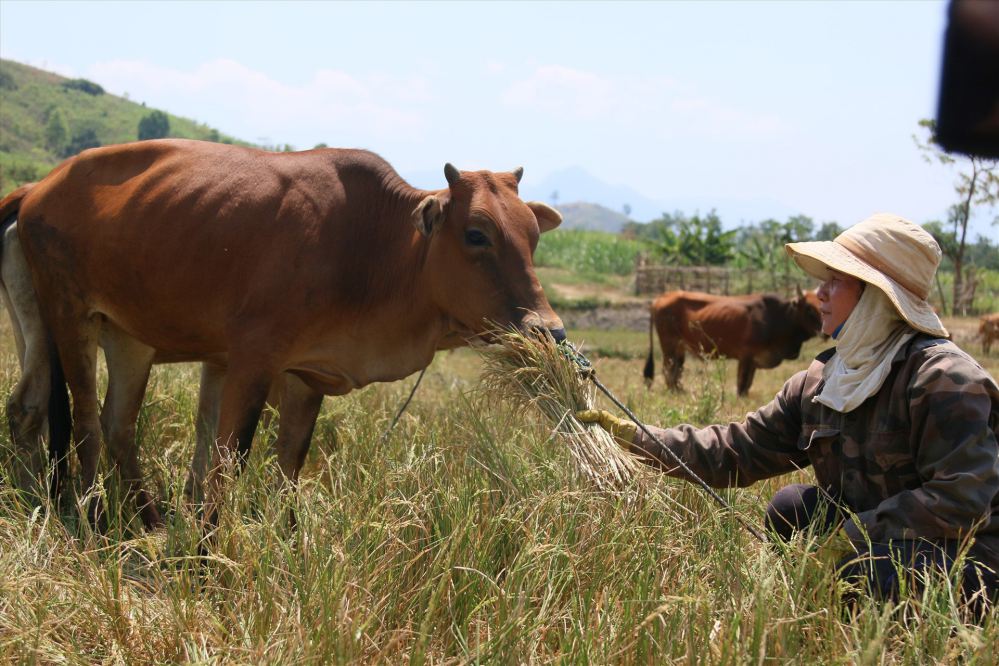 Cư Pui - Mùa khô hạn, người dân đau xót cắt lúa cho bò ăn mỗi ngày